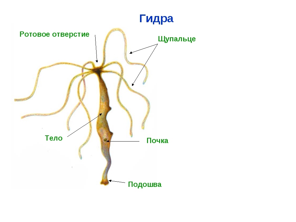 Kraken адрес onion